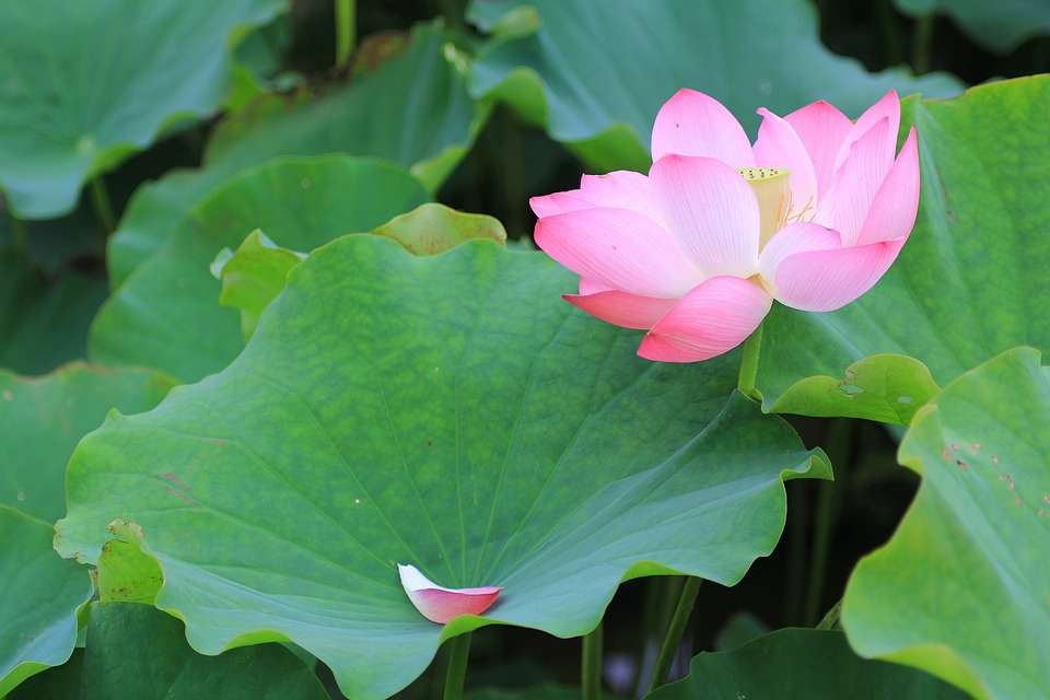 Daun Lotus Daun Lotus