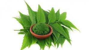 daun neem