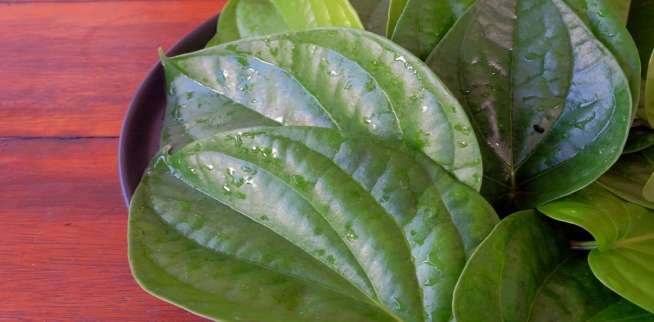 daun sirih