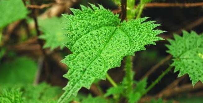 daun jelatang