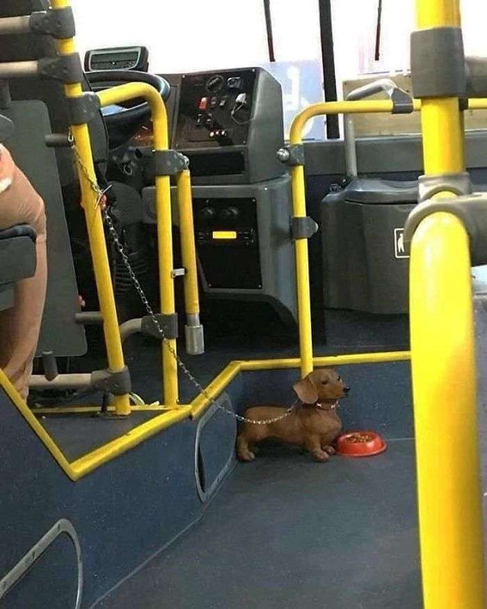 Bus