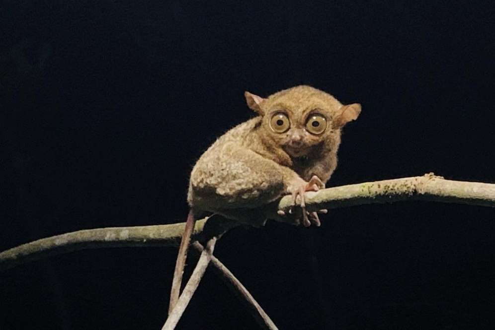 Tarsius