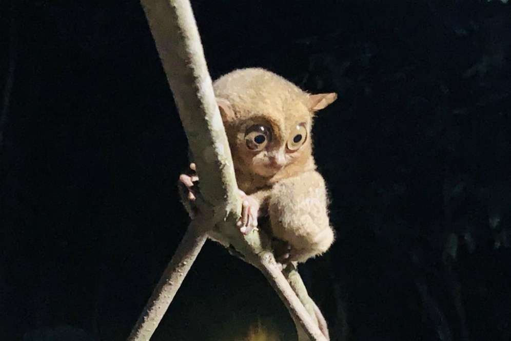 Tarsius