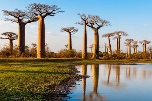 Pohon Baobab