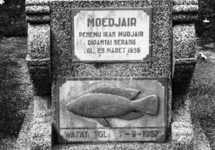Ikan Mujair Ikan Mujair
