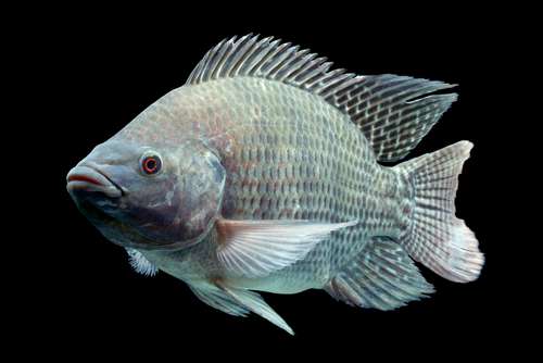 Ikan Mujair Ikan Mujair