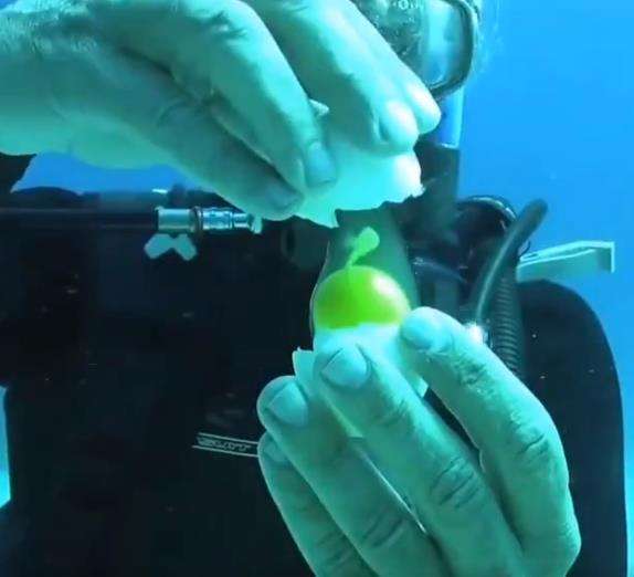 Telur dipecah di kedalaman laut.