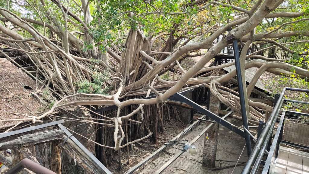 Rumah Pohon Anping