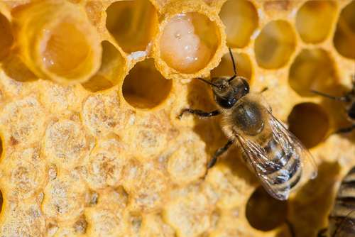 royal jelly royal jelly