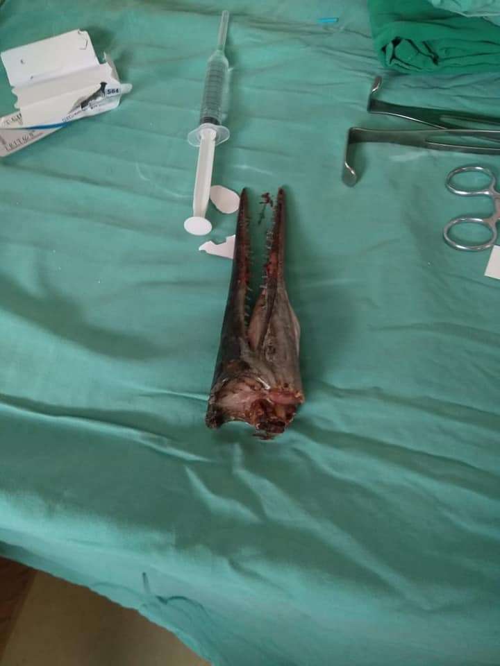 Kepala ikan sori