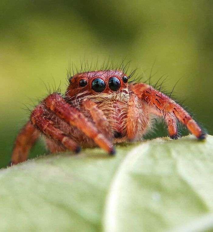 Kumar