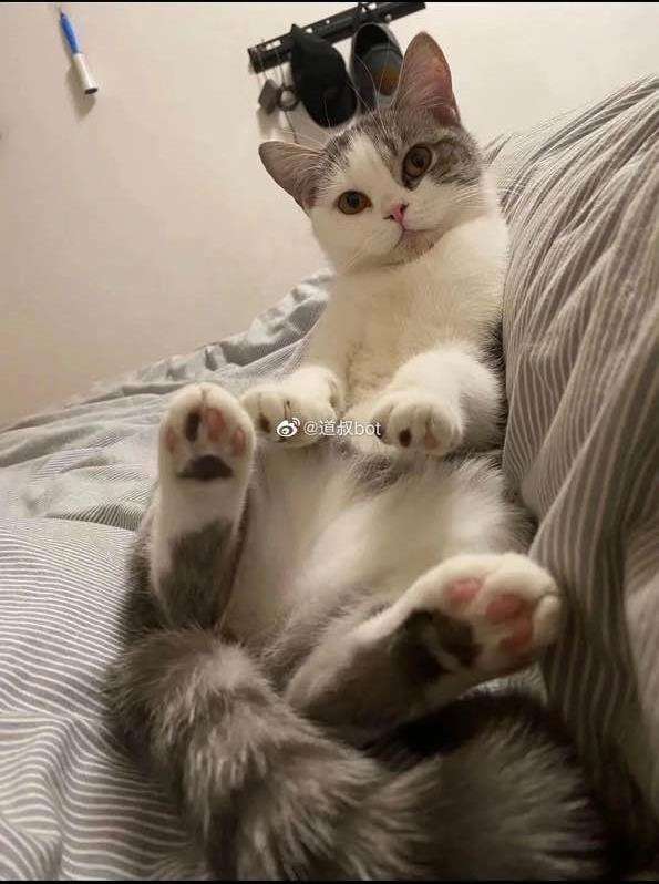 Kucing manis dan lucu ini dikubur hidup-hidup saat pemilik dikarantina.