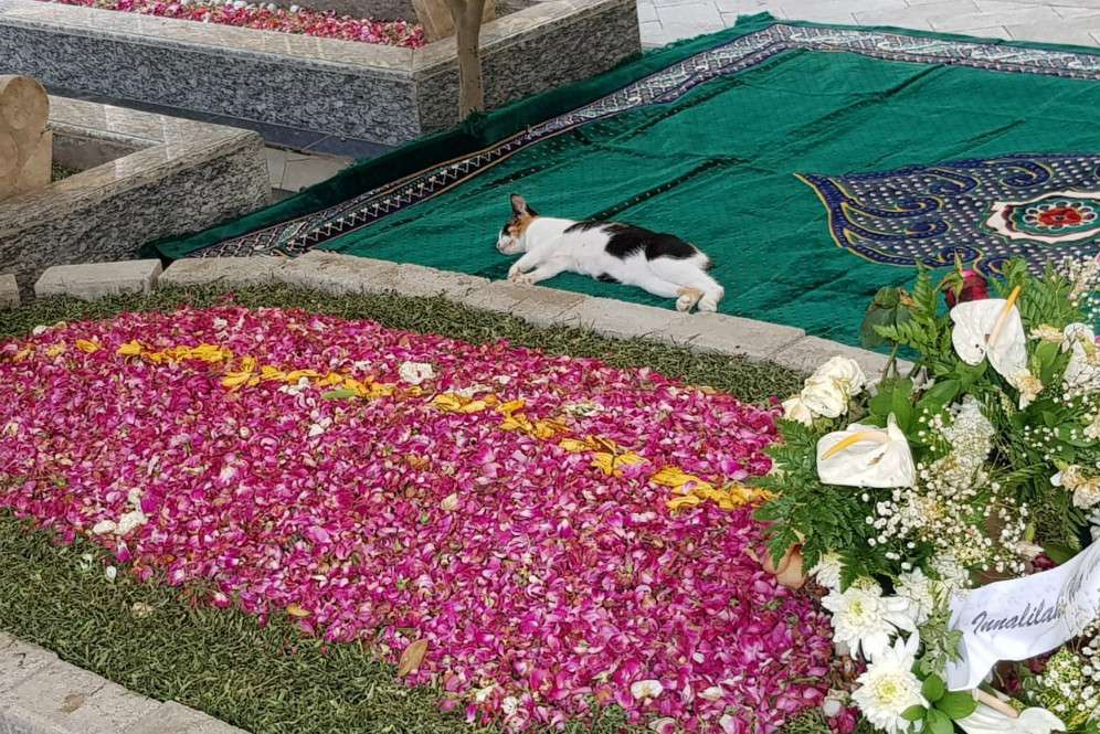 Kucing Gus Sholah Kucing Gus Sholah