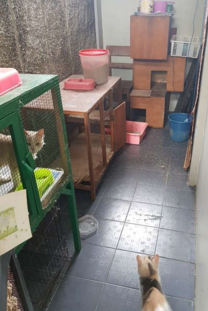 Kucing Kucing