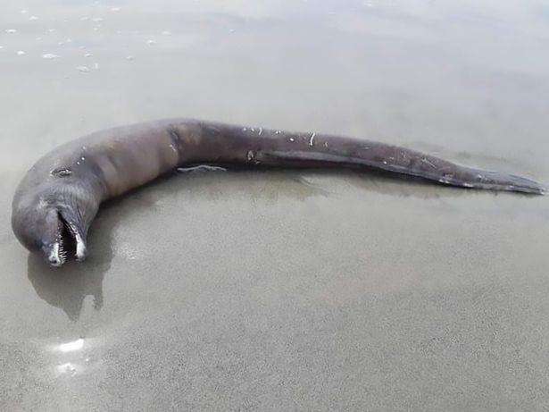 Makhluk misterius mirip lumba-lumba terdampat di pantai Meksiko.