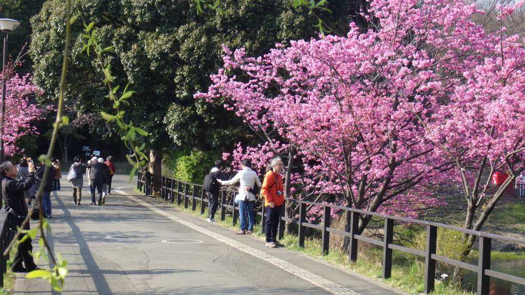 Sakura