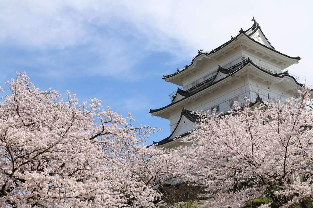 Sakura