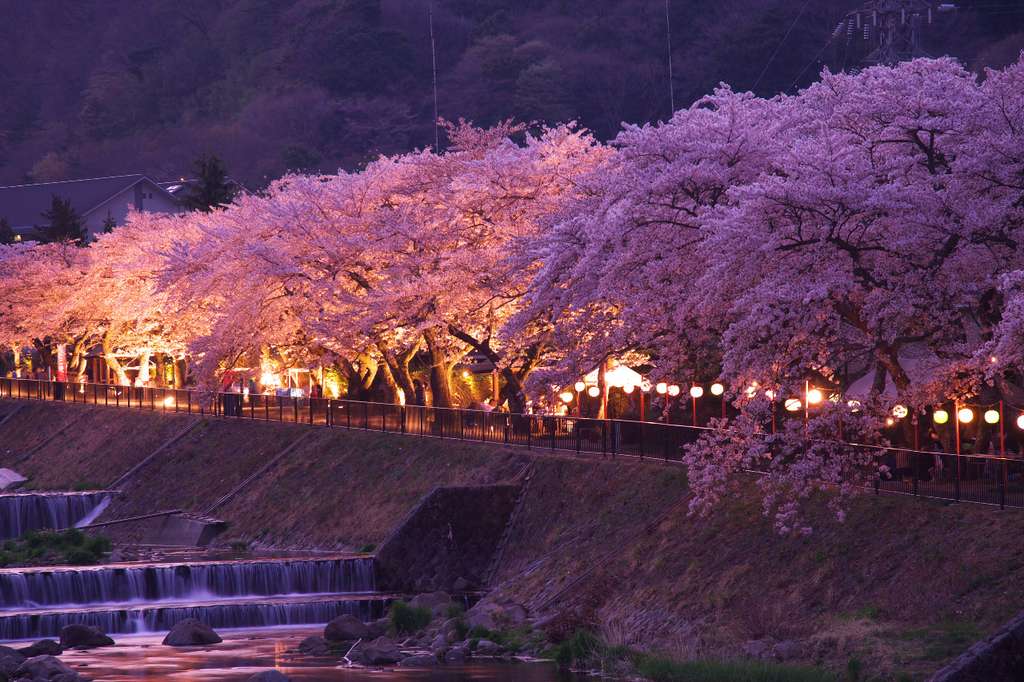 Sakura
