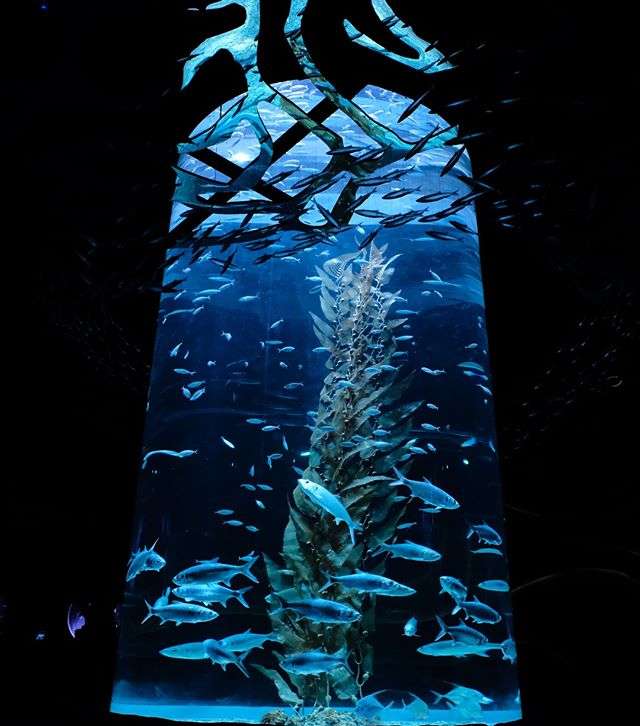 ©Instagram/jakartaaquarium