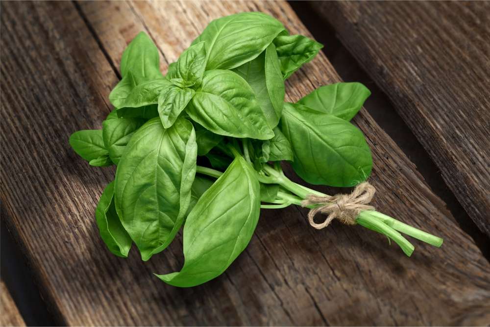 Ilustrasi basil
