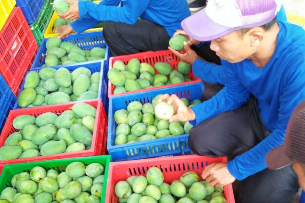 Mangga Gedong