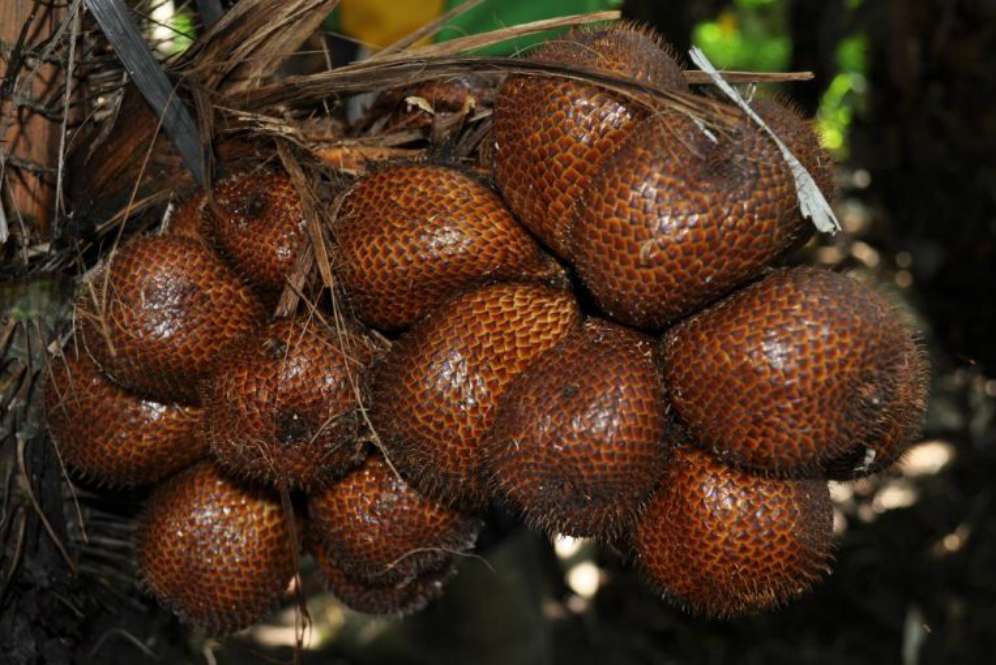 Salak Bongkok