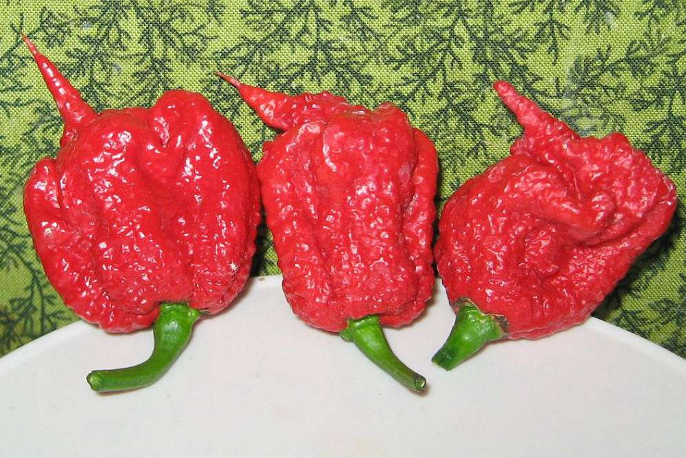 Carolina Reaper