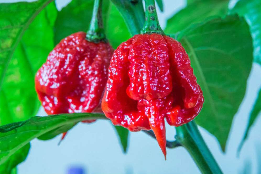 Trinidad Moruga
