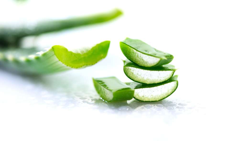 ilustrasi aloe vera