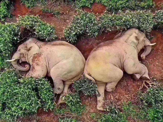 Gajah mabuk tertidur dengan senyum di wajah mereka.