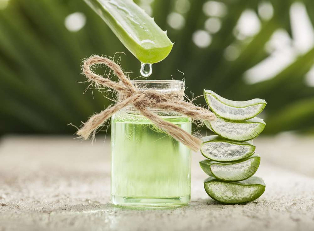 ilustrasi aloe vera