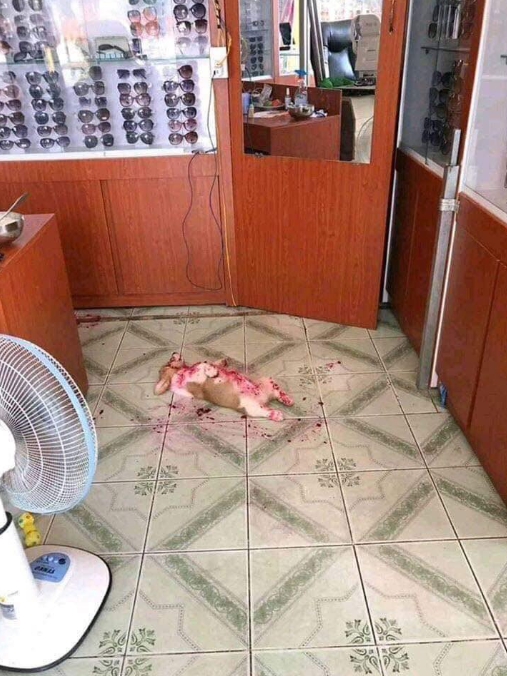 Anjing Corgi