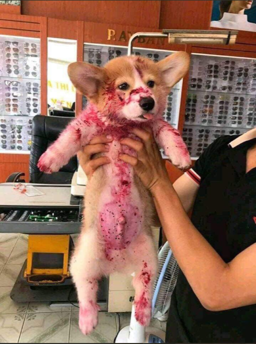 Anjing Corgi