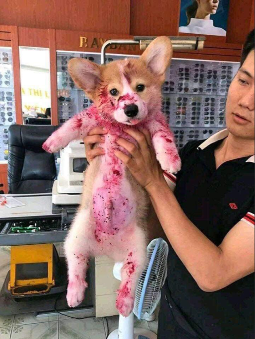 Anjing Corgi