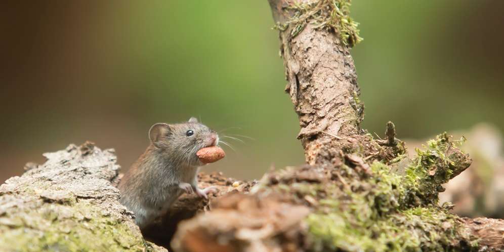 Ilustrasi Tikus