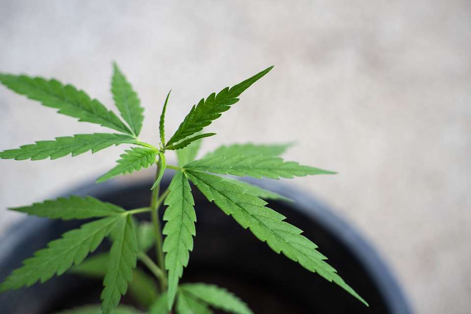 daun ganja
