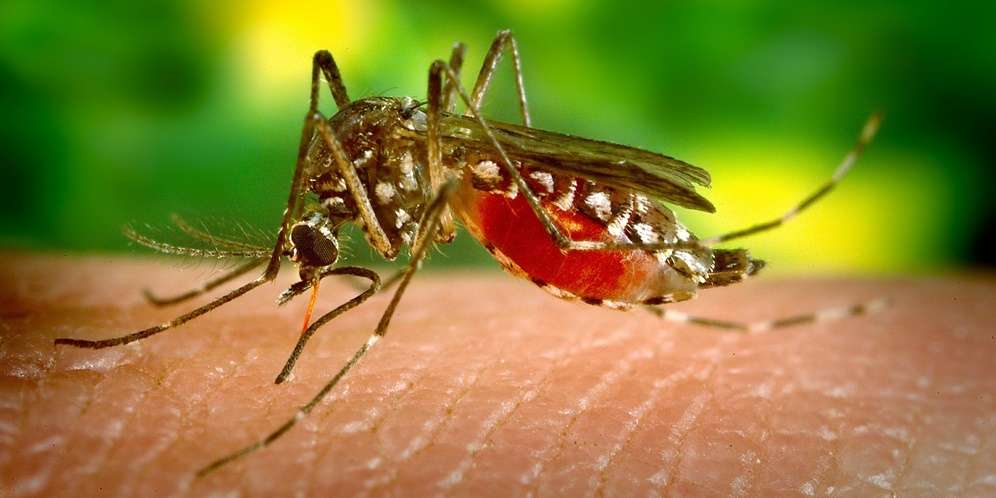 Dengue