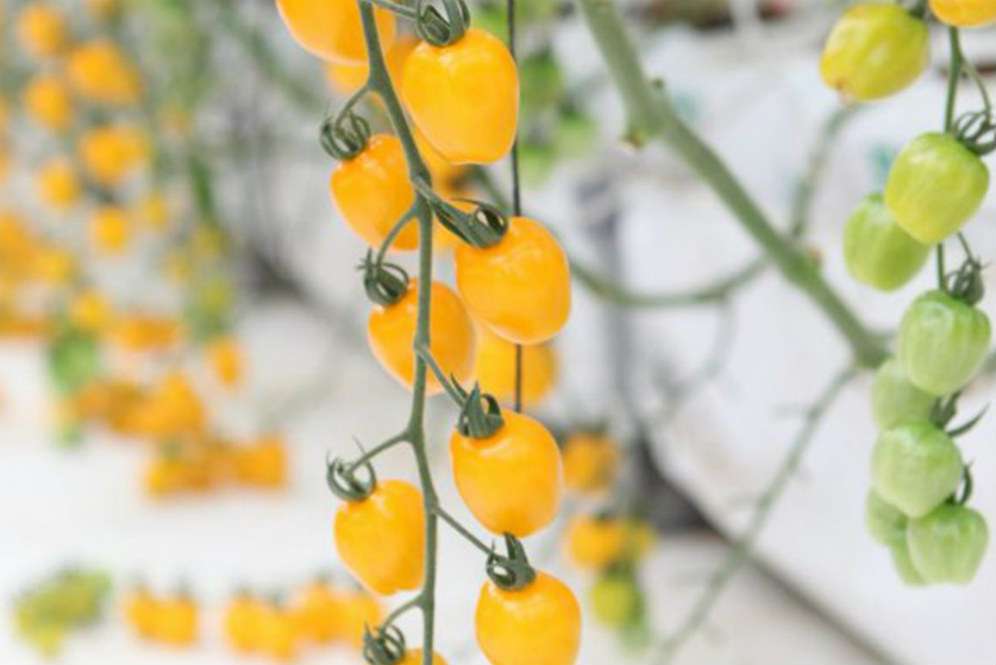 Tomat Apple Yellow