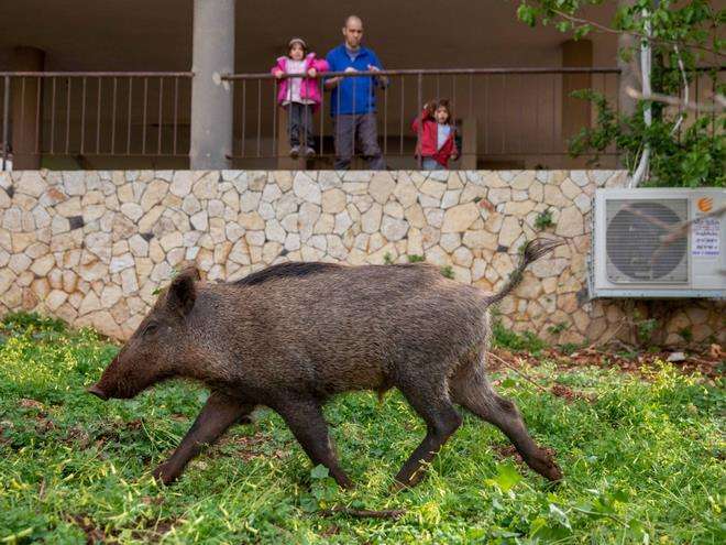 Babi hutan 'jalan-jalan' di antara rumah penduduk di Haifa, Israel Utara.