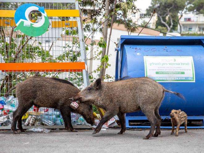 Babi hutan cari makan di tempat sampah milik warga Kota Haifa, Israel Utara