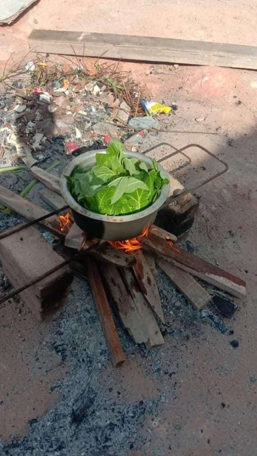 Merebus daun pepaya