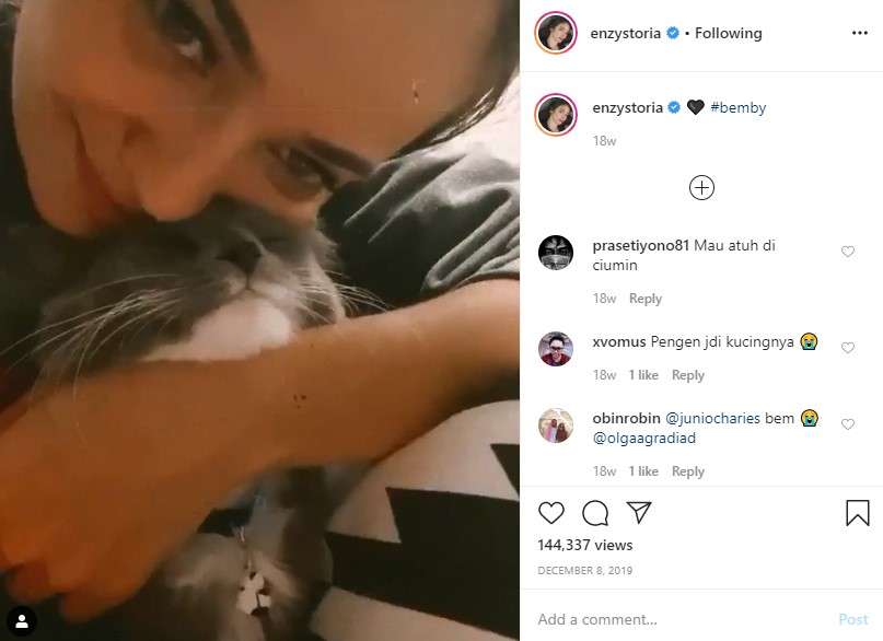 kucing enzy storia kucing enzy storia