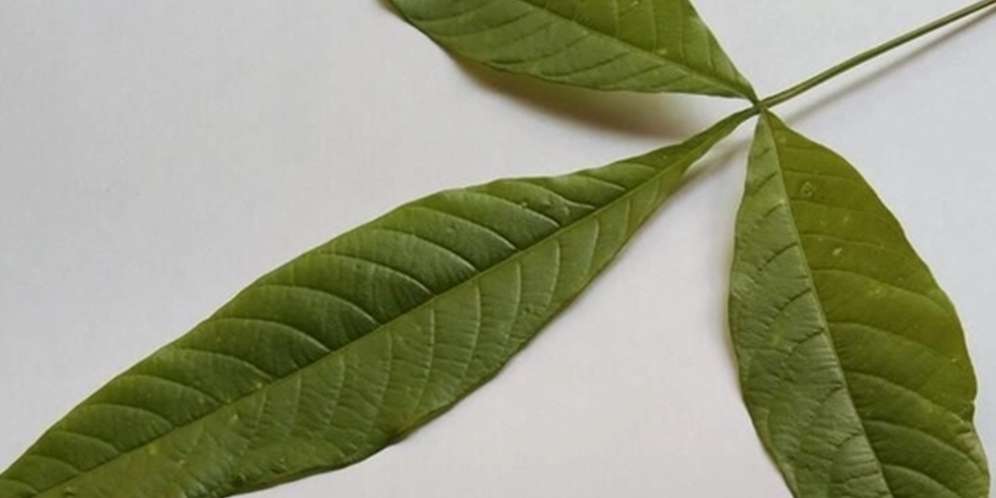 Daun Laban