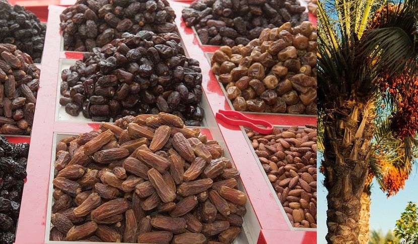 kurma mesir