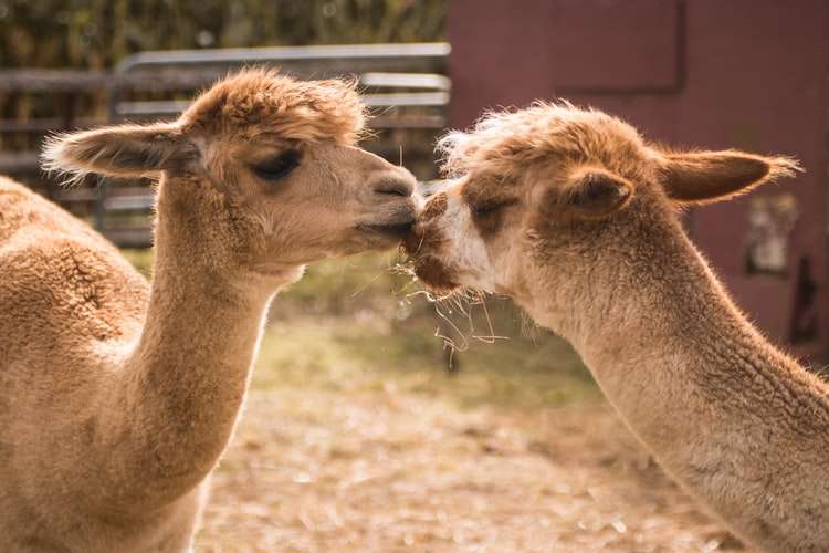 Ilama merupakan anggota dari keluarga Unta