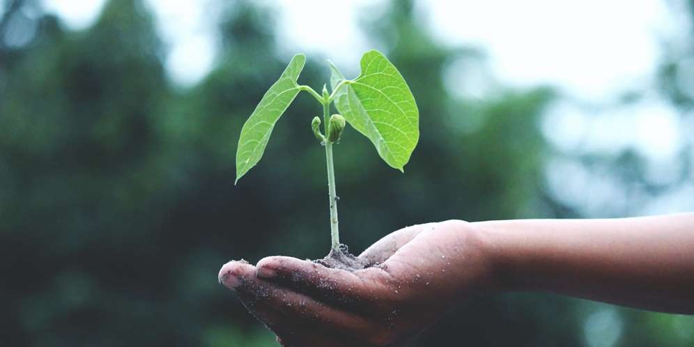 Berkebun