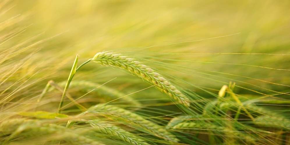 Barley