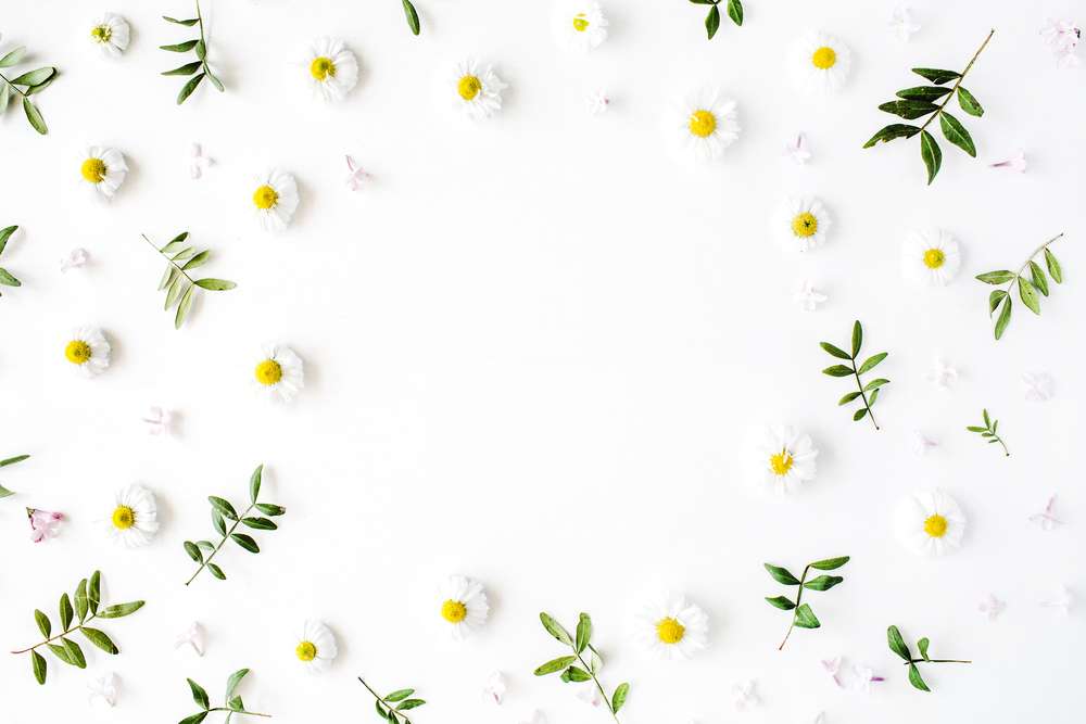 Ilustrasi bunga chamomile