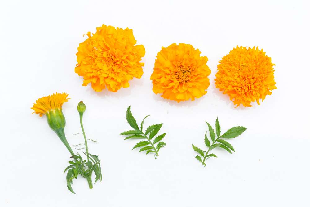 ilustrasi bunga pansy