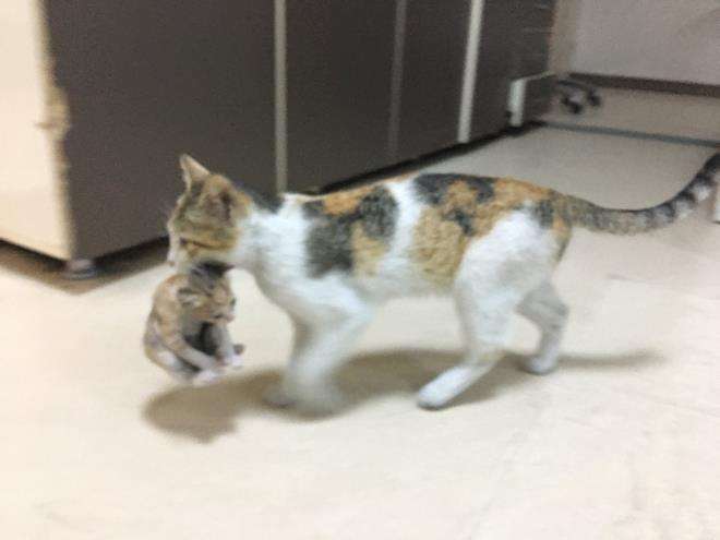 Kasih sayang induk kucing ke anaknya bikin haru netizen.